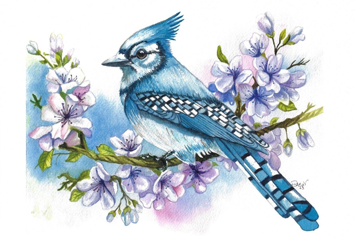 Beautiful Blue Jay in watercolor - student project