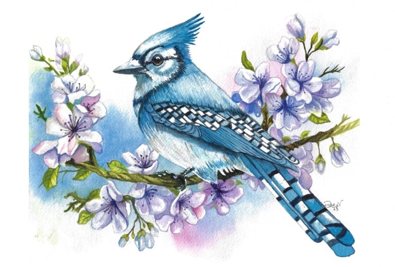 Beautiful Blue Jay in watercolor