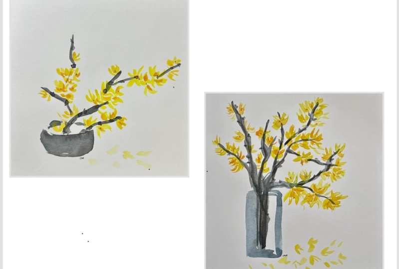 Forsythia