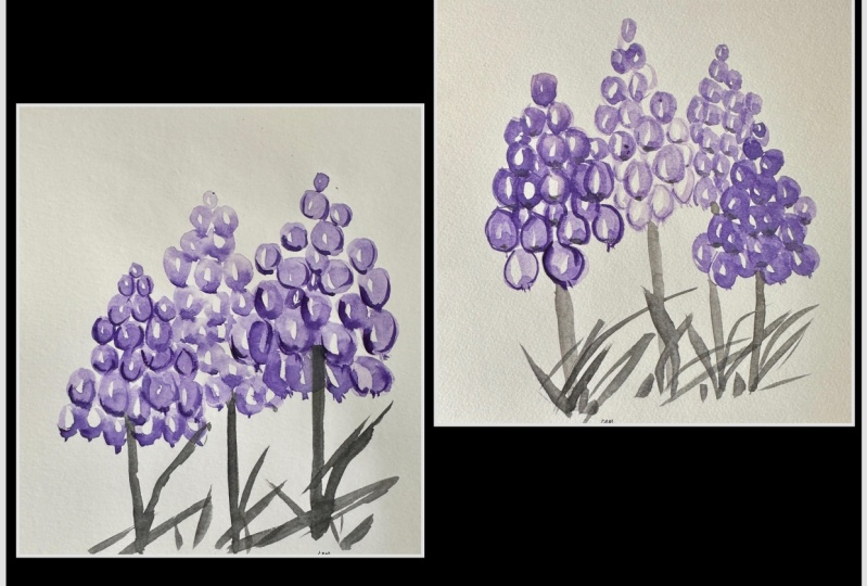Muscari flowers