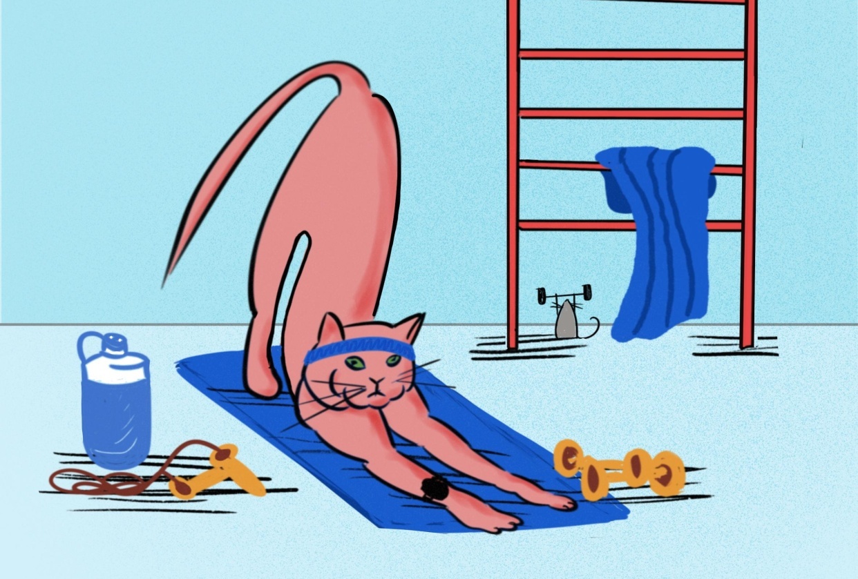 Fun with cats! I I - student project