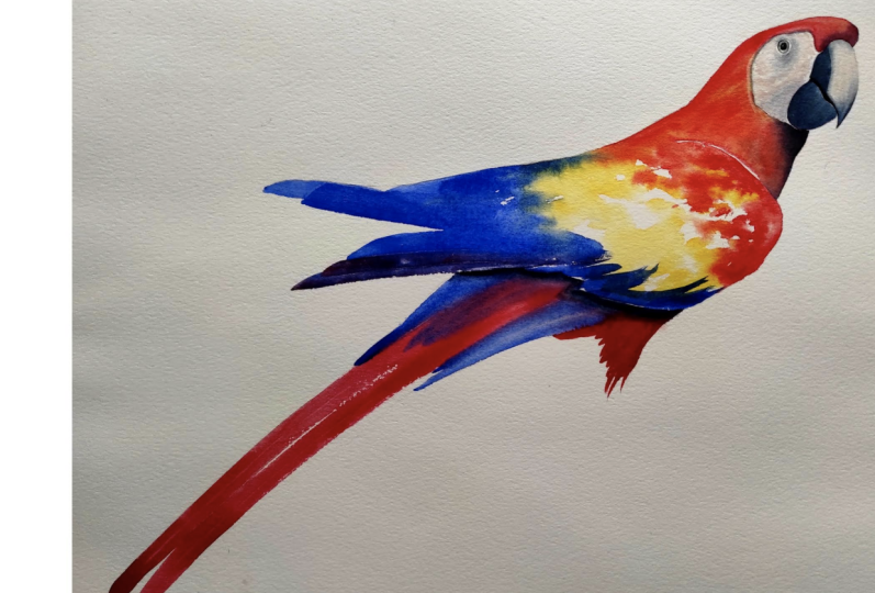 Macaw