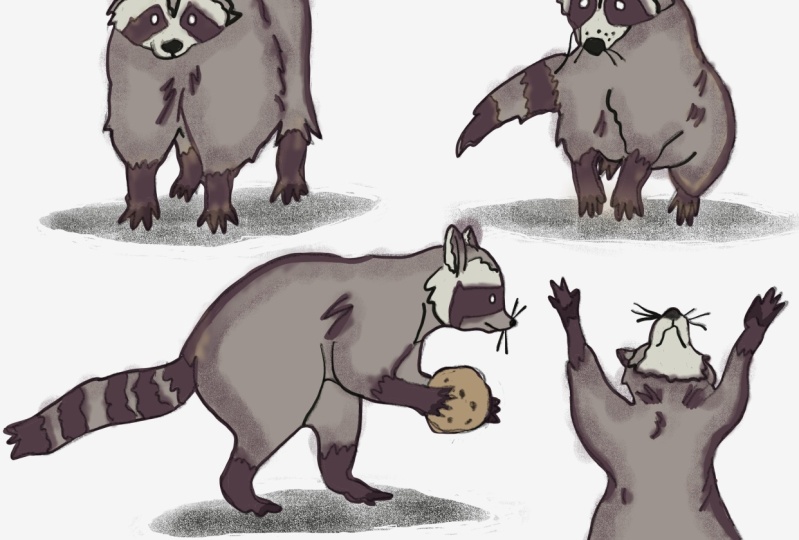 Raccoon Fever :-))