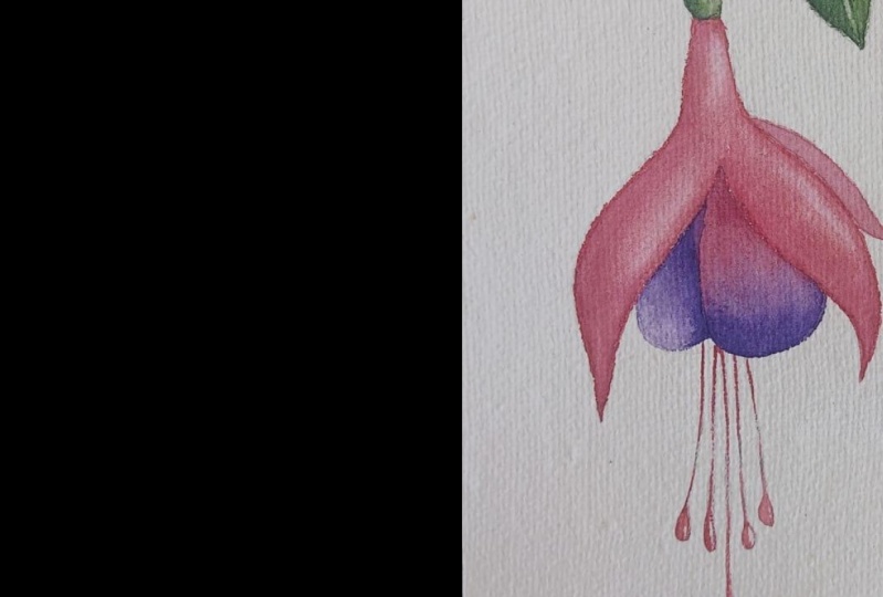 Aljaba Fucsia