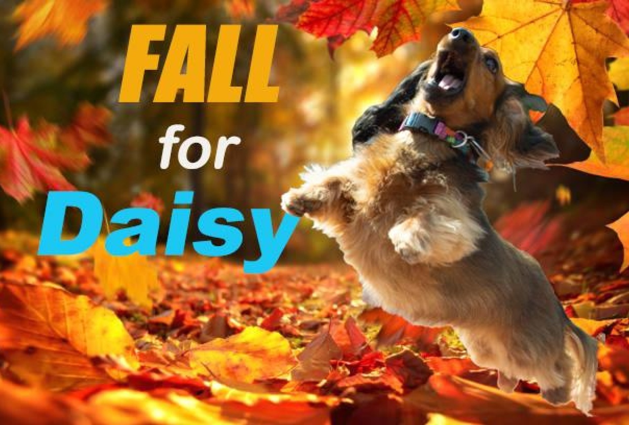Fall for Daisy - student project
