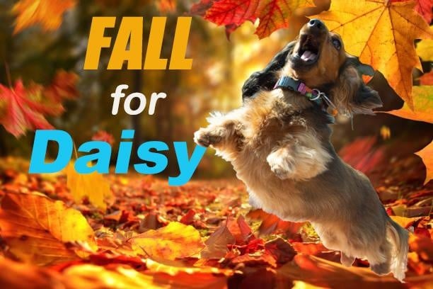 Fall for Daisy - student project