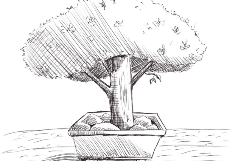 Drawing bonsai trees