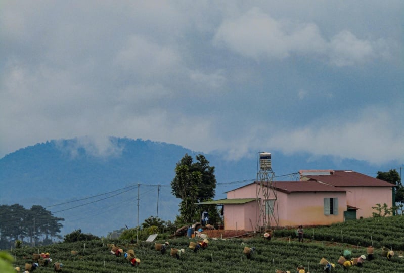 Harvest on teahill