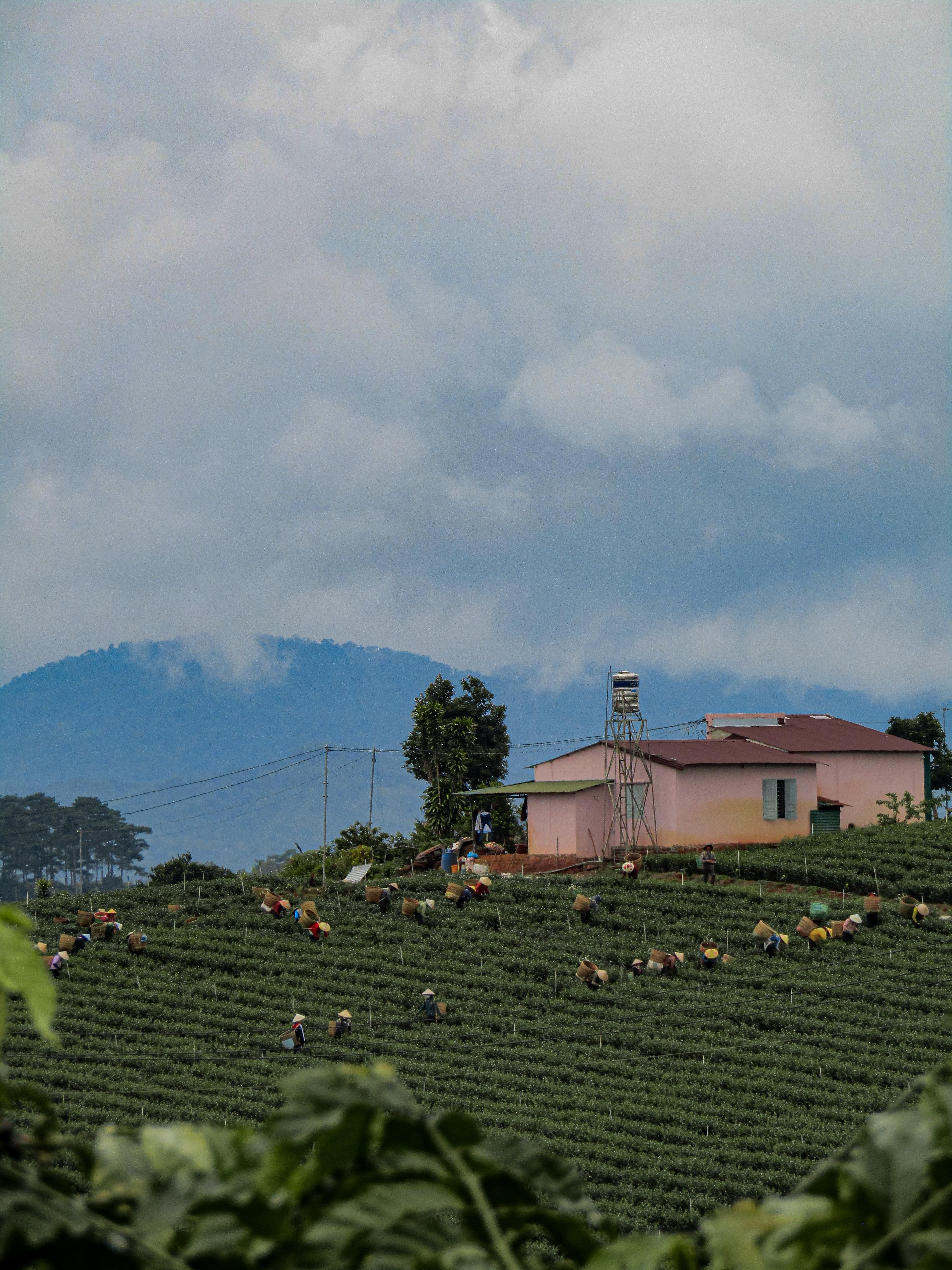 Harvest on teahill - student project