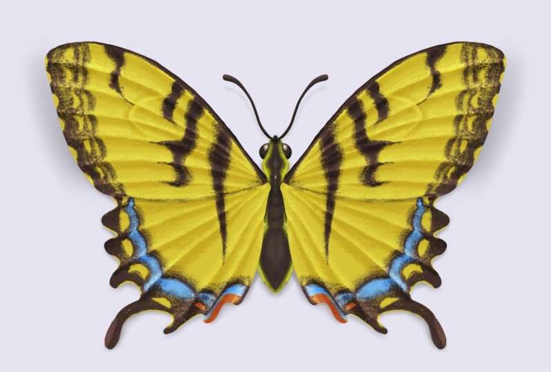 Yellow Swallowtail