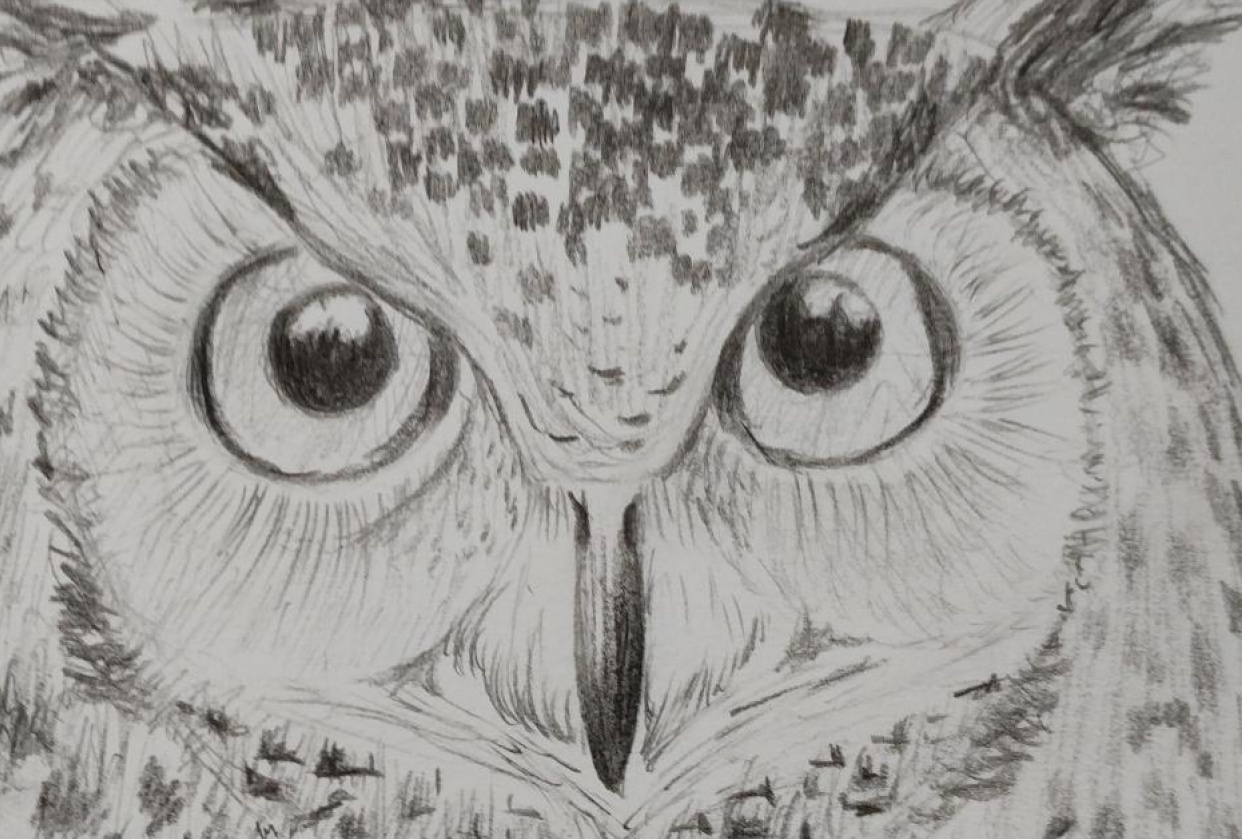 Owl - student project
