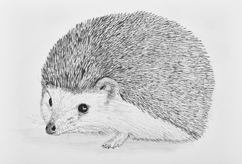 Cute hedgehog