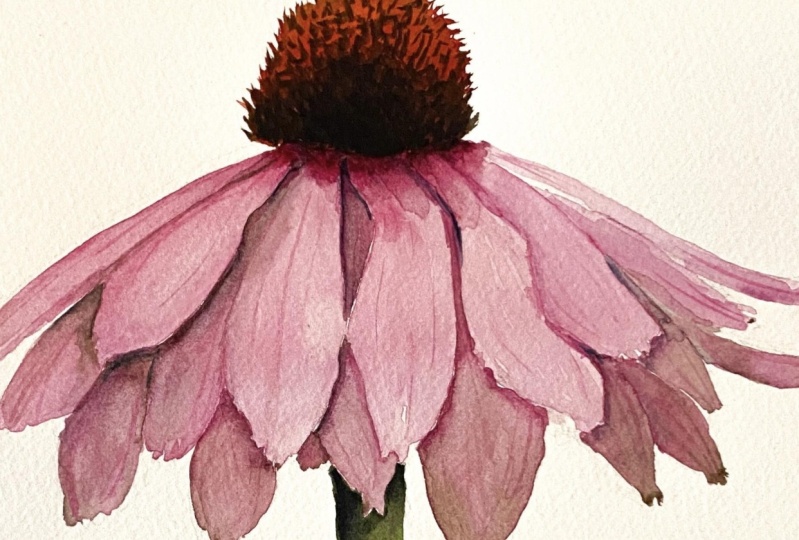 Watercolour Echinacea flower