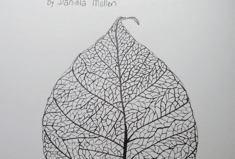 Pen Drawing of a Skeleton Leaf
