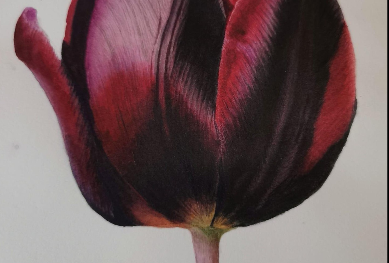 Tulip - student project