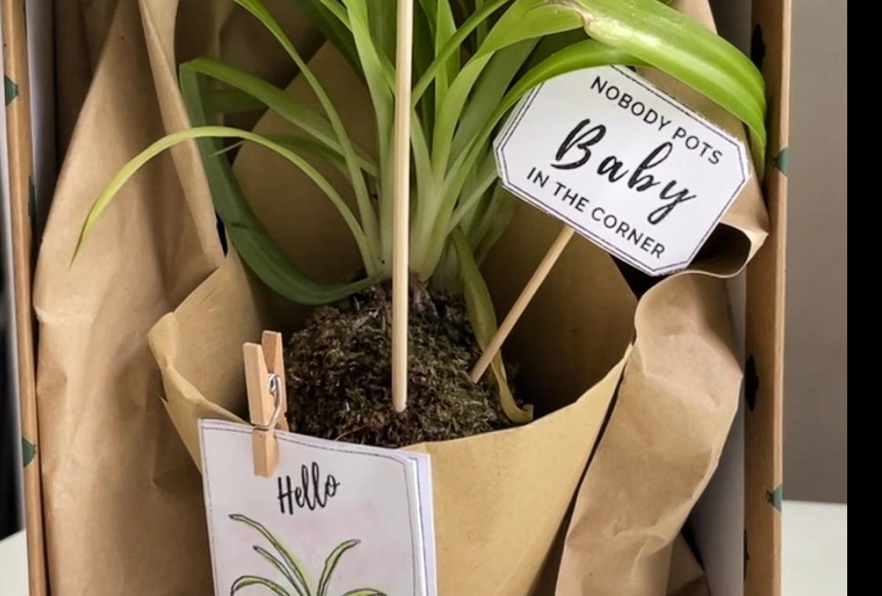 Potless plant packaged as a gift - student project