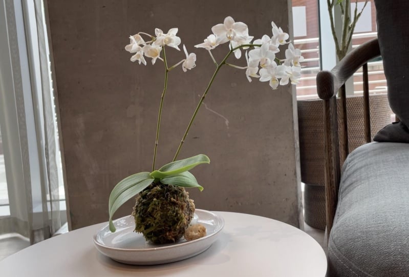 Potless orchid on display and all the spotless variations