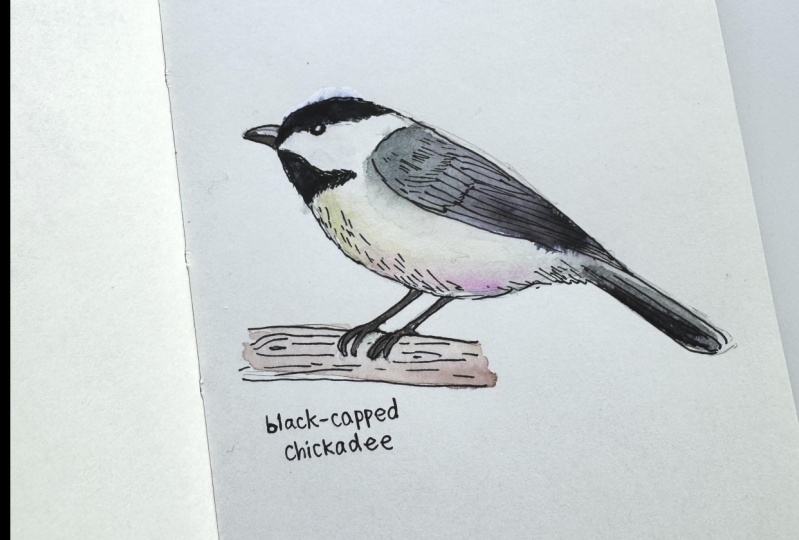 black-capped chickadee