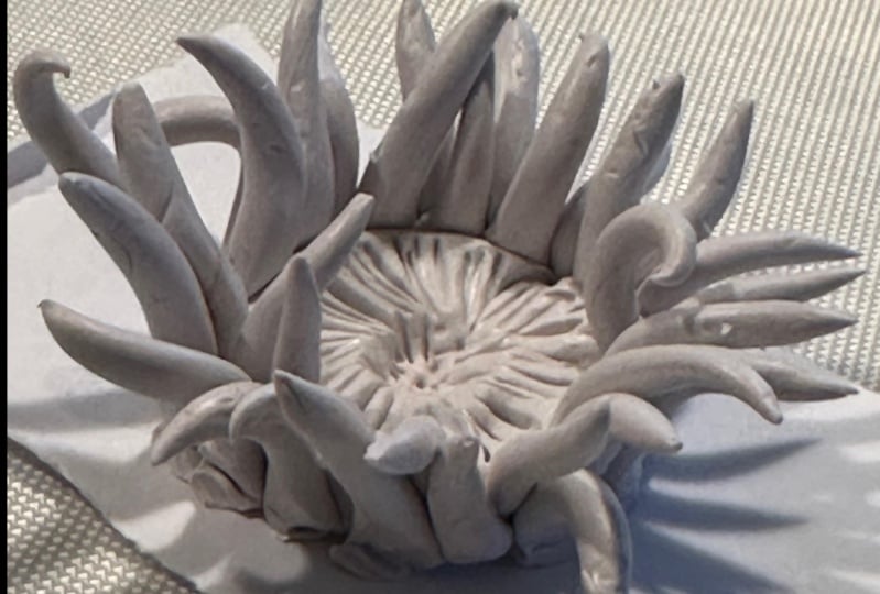 Zoantharia neutral