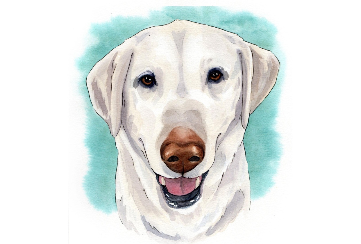 labrador blanco - student project