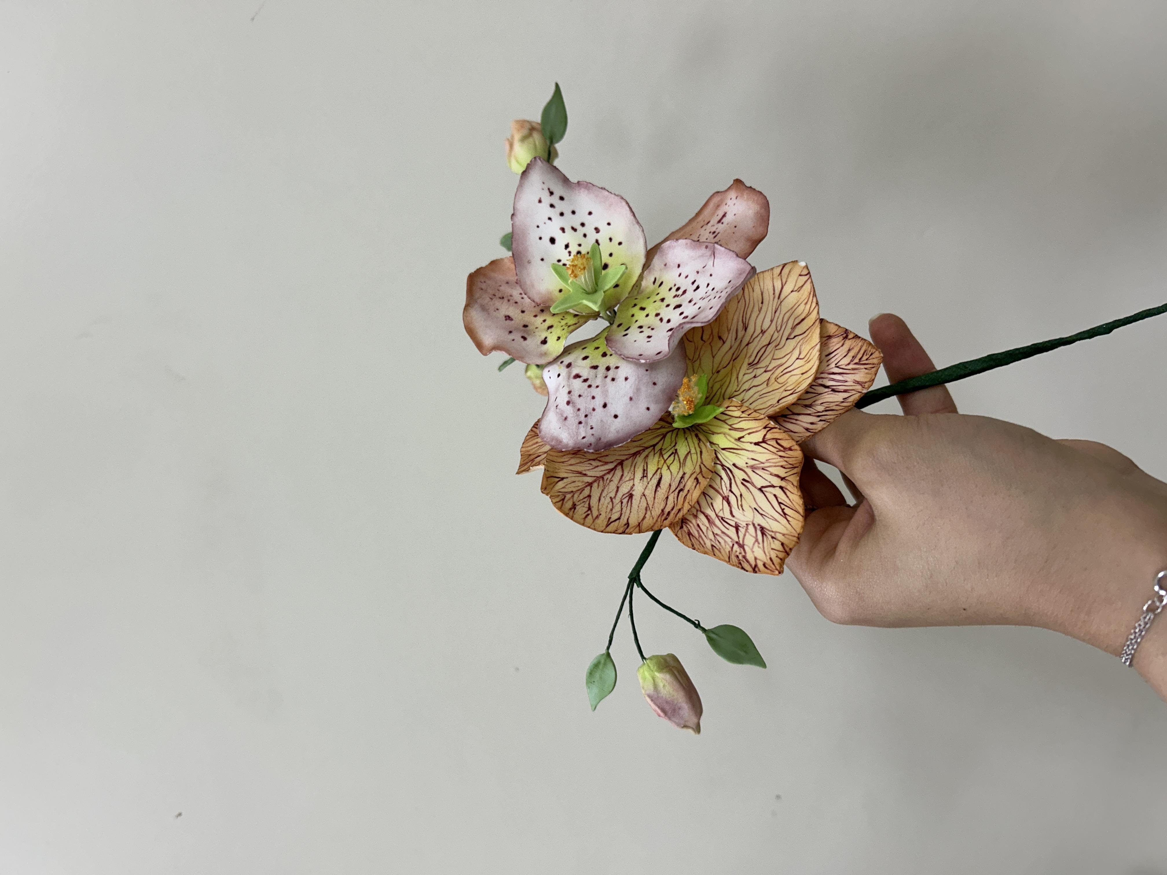 Hellebore Flowers with buds - student project