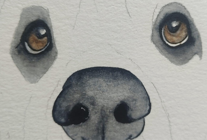 Basset Eyes