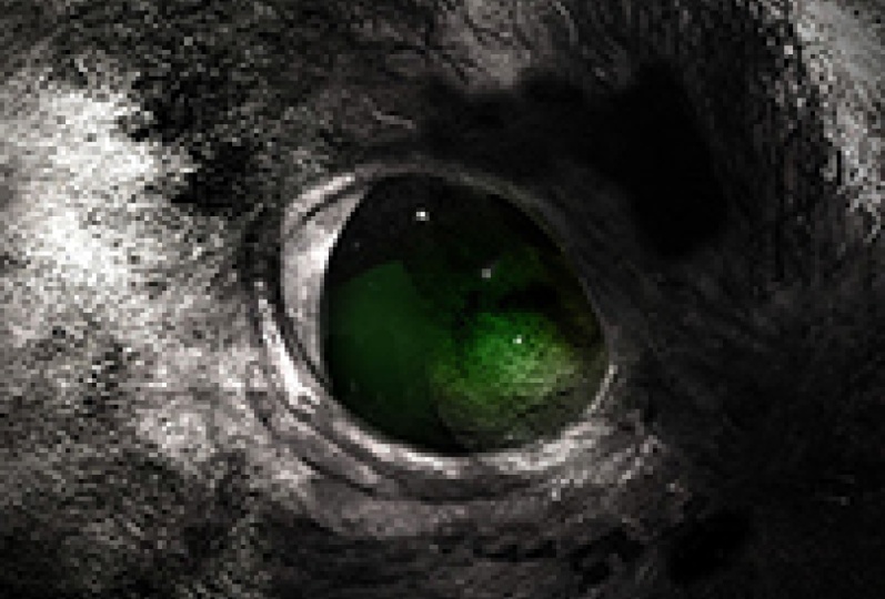 eyee