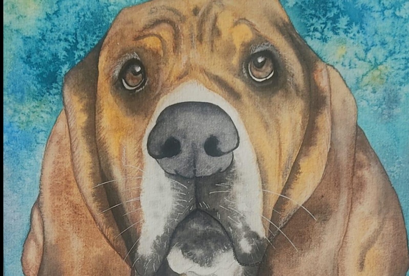 Cooper the Basset