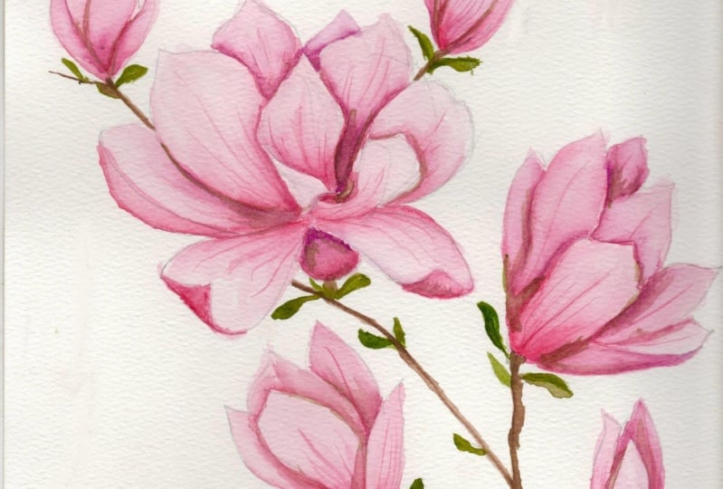 Texas spring magnolias