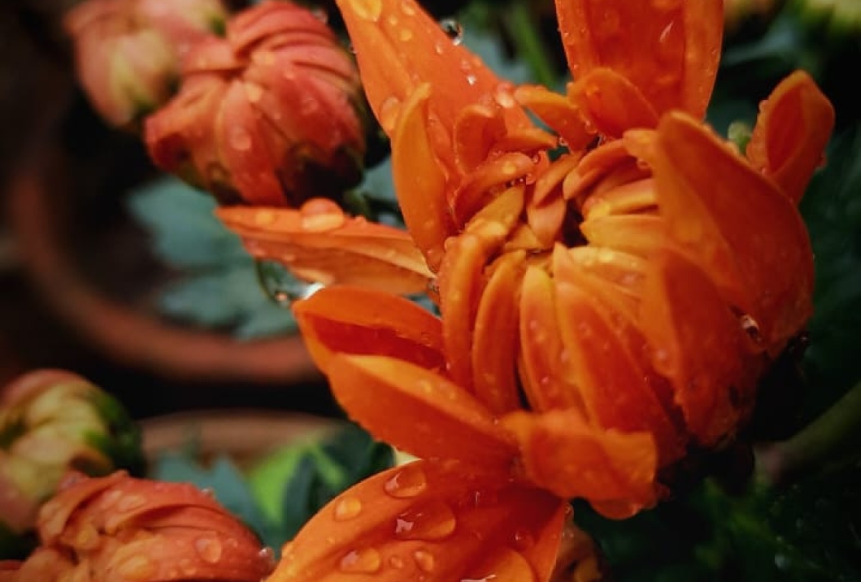 Morning dew elegance - student project