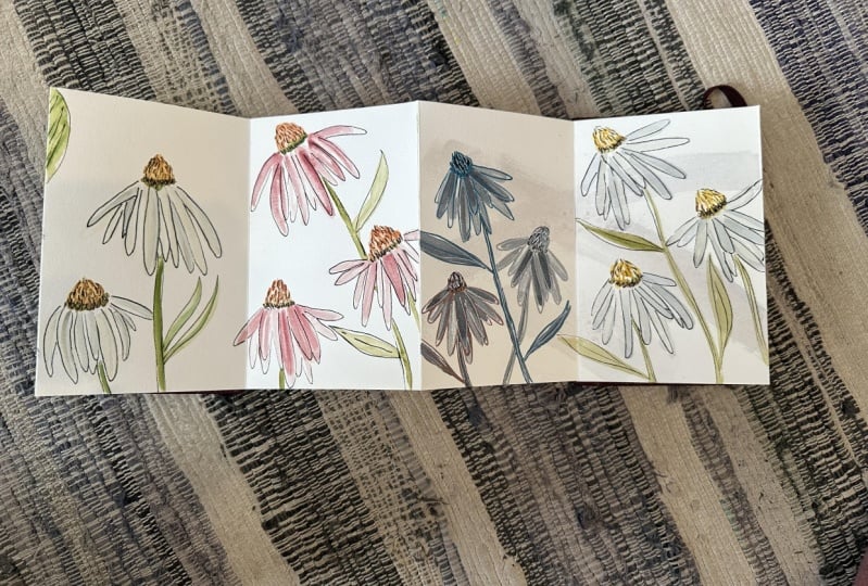 Echinacea in Ink and Watercolor