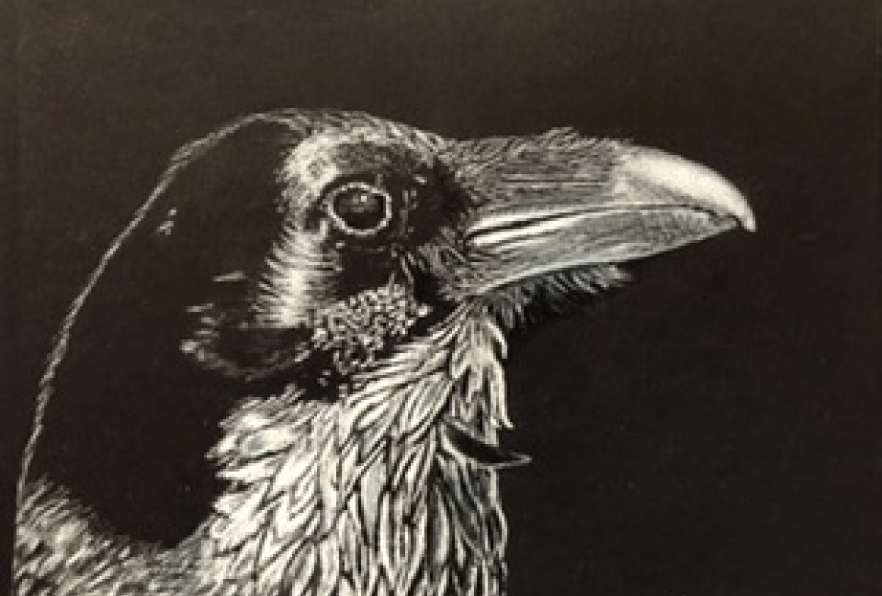 Leroy the Crow - student project