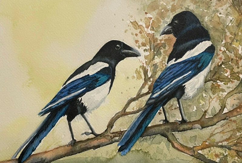 Magpies in watercolor