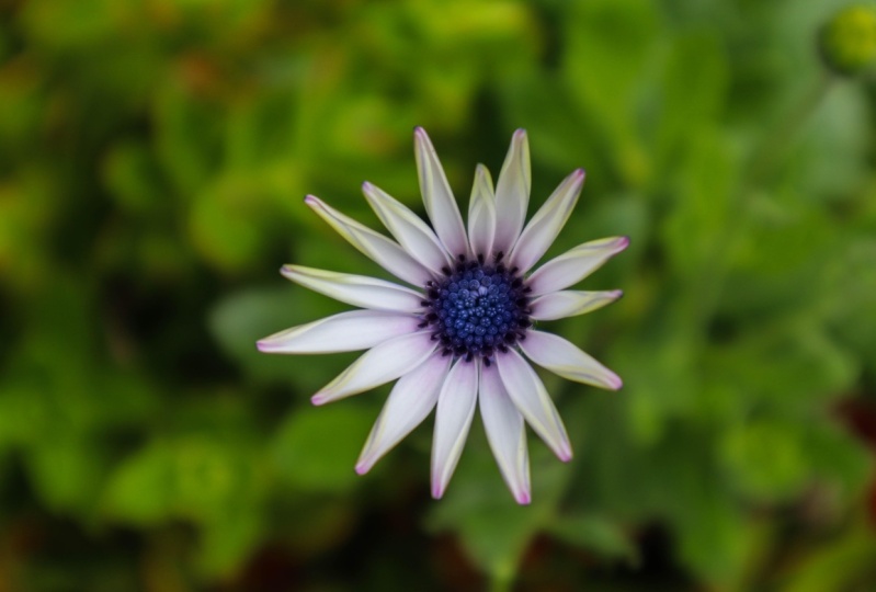Apeture flower