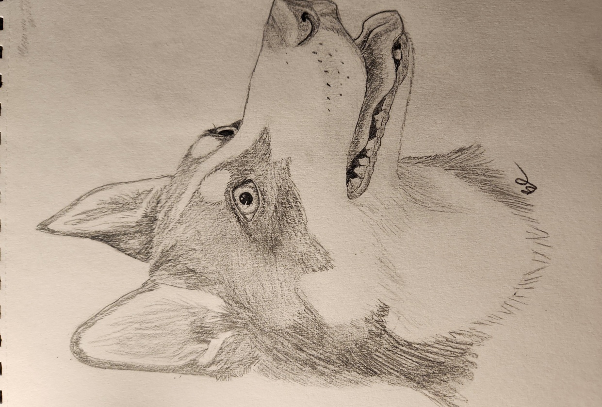 My dog sketch - student project
