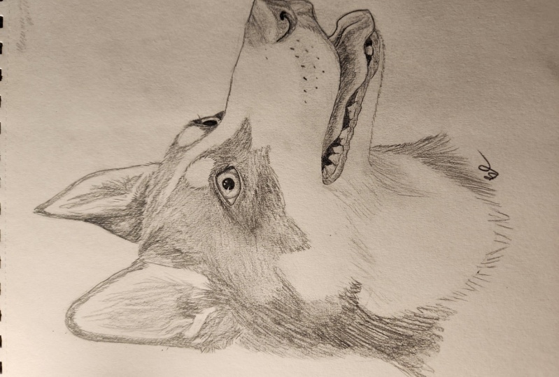 My dog sketch
