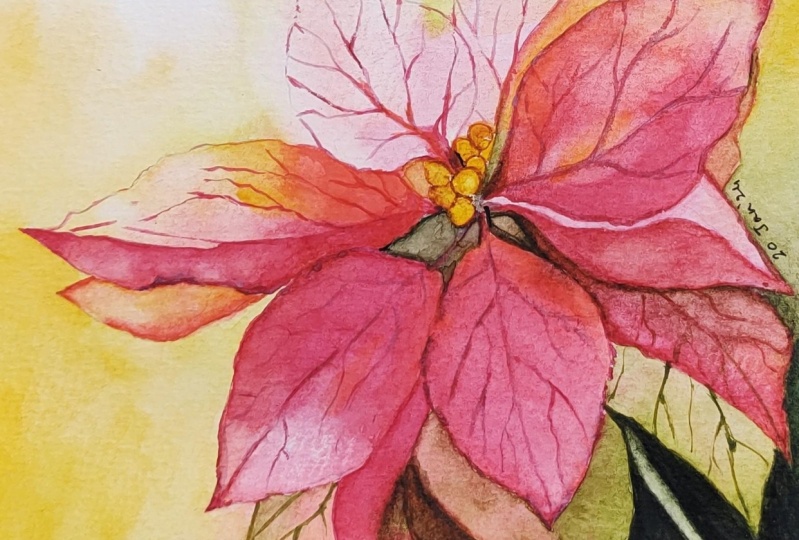 Poinsettia in watercolor