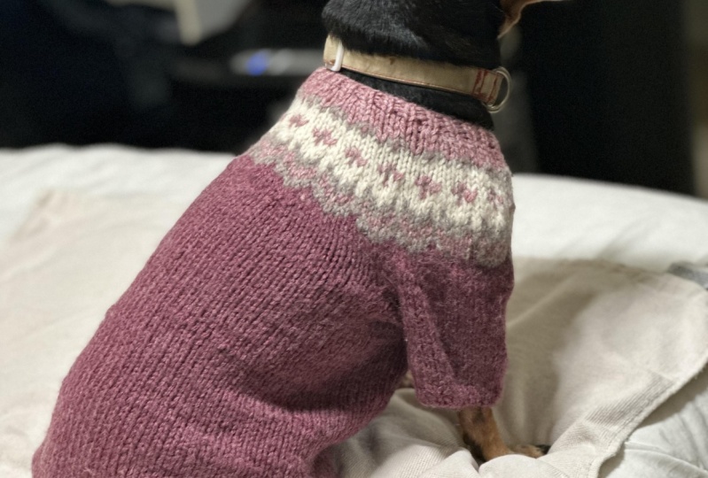 Dog sweater