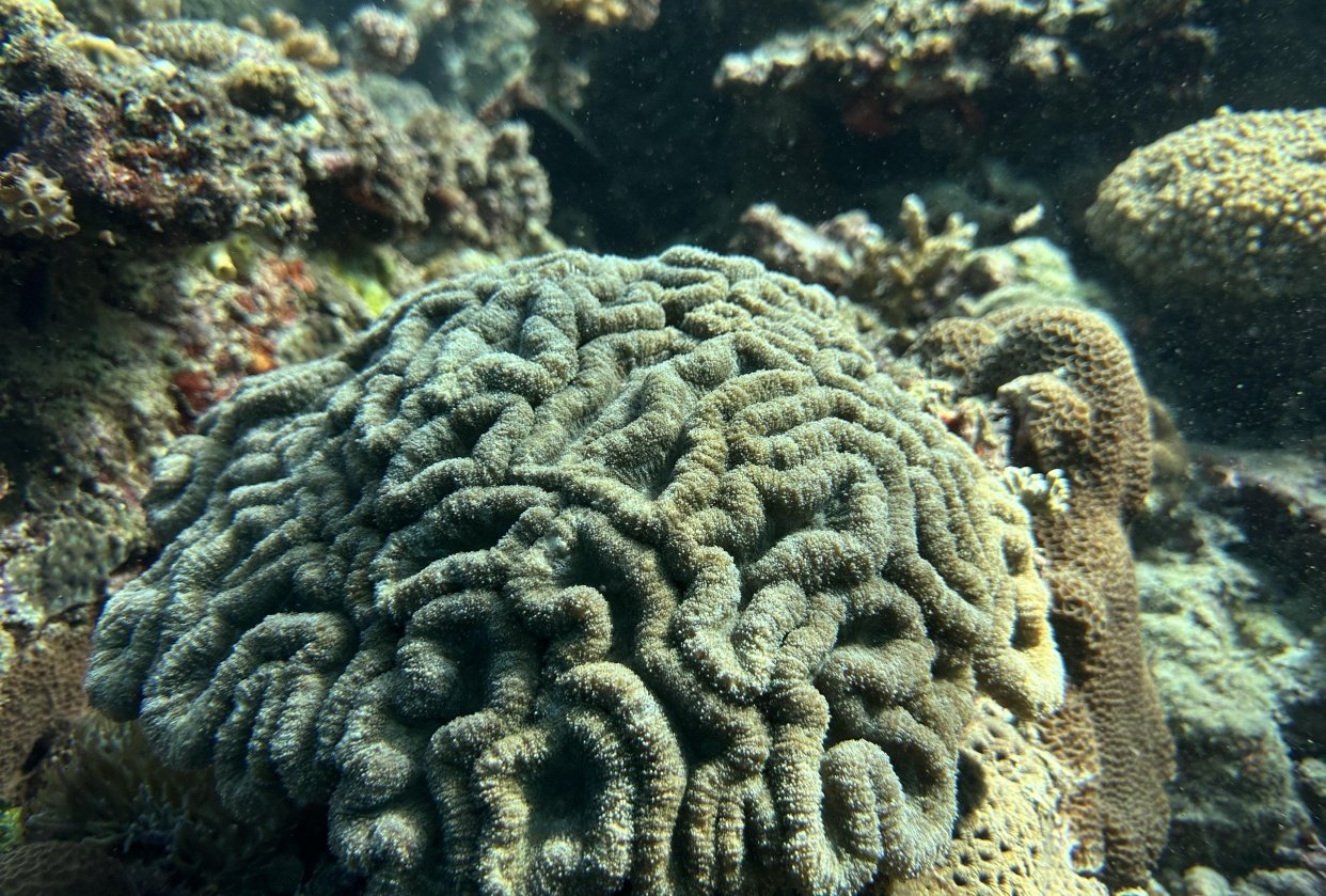 Brain coral - student project