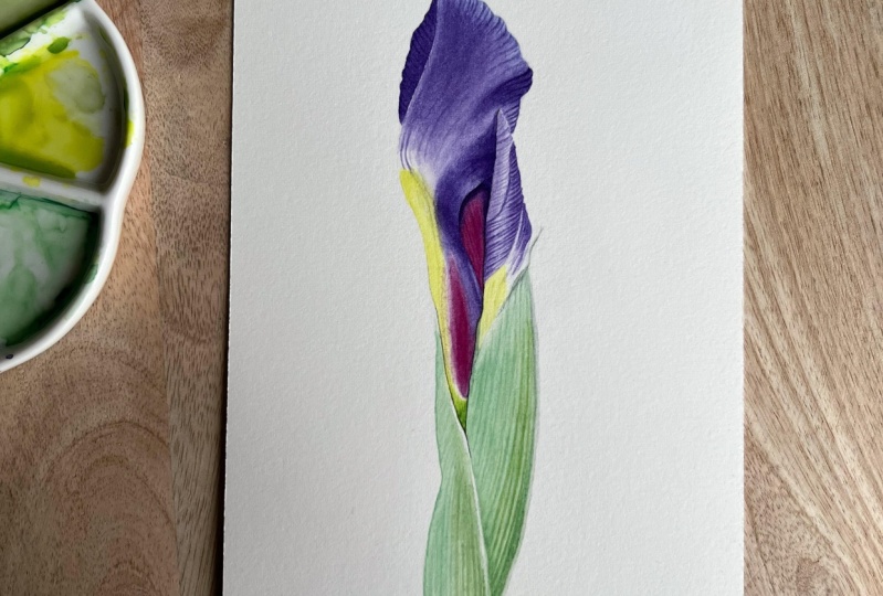 Iris
