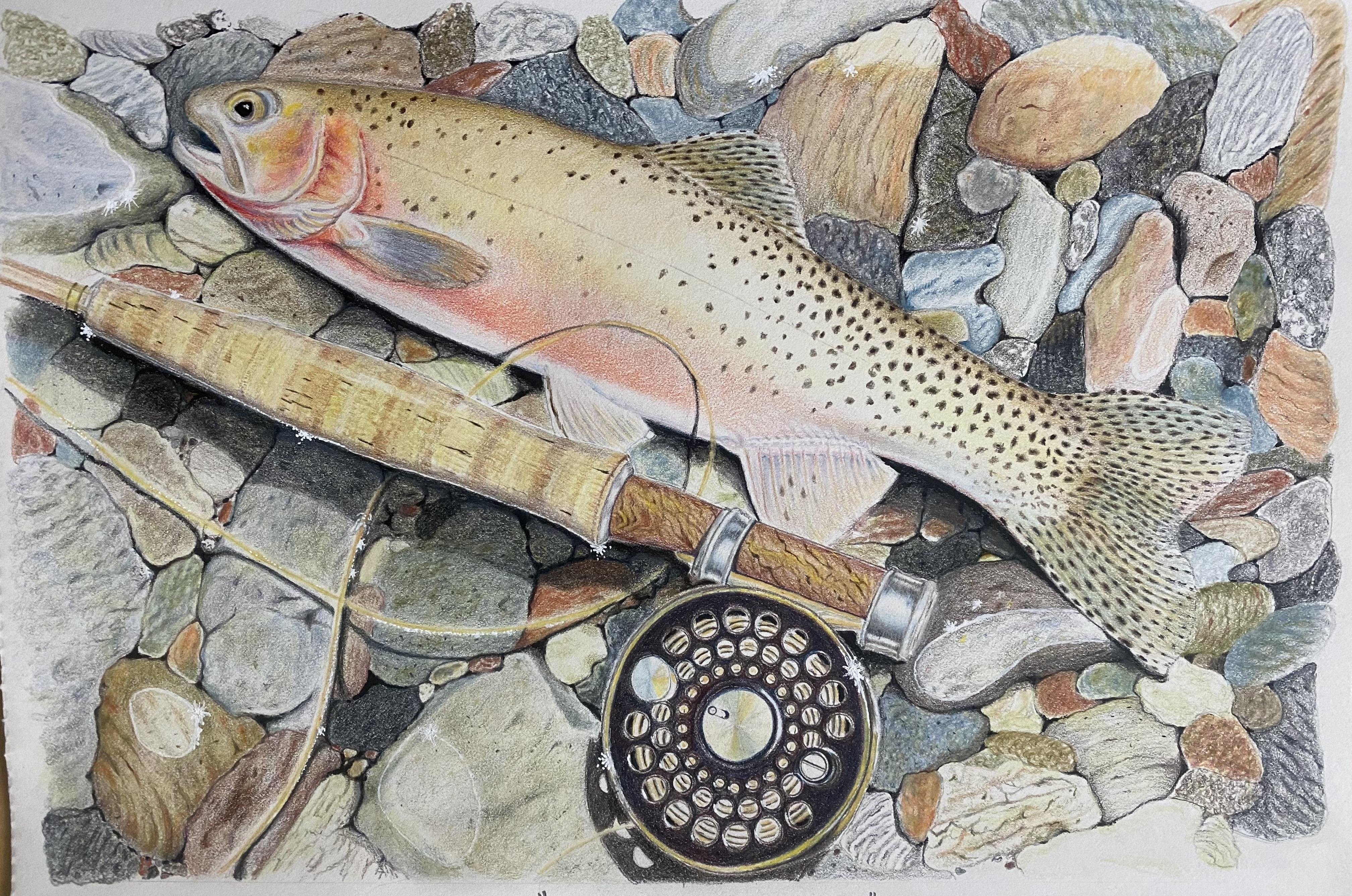 Cutthroat trout - student project