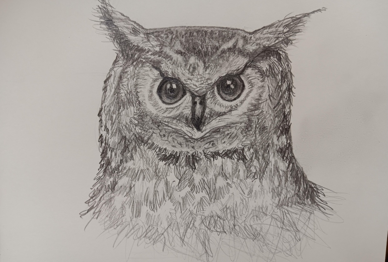 Owl in Pencil - student project