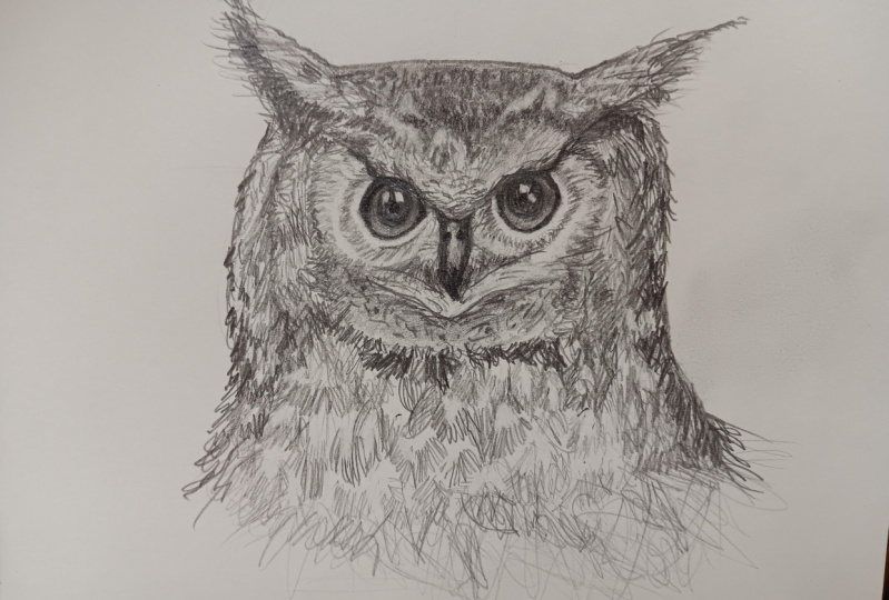 Owl in Pencil