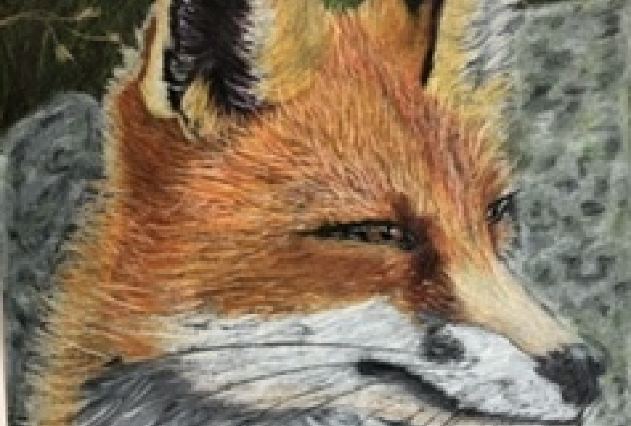 Fox by the Rocks - student project