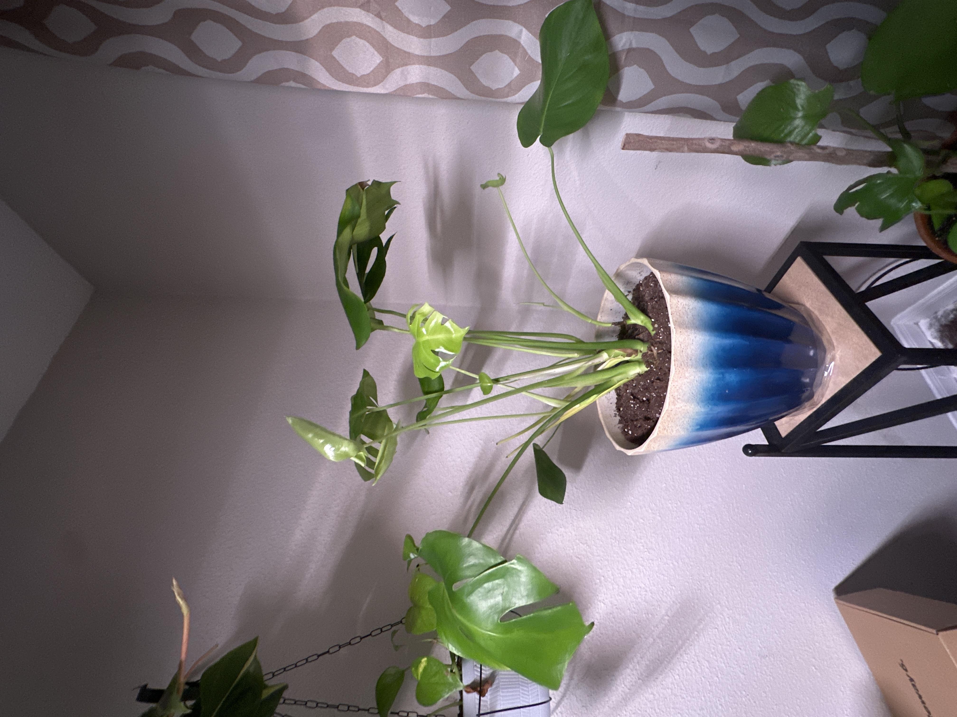 Plants name Elli - student project