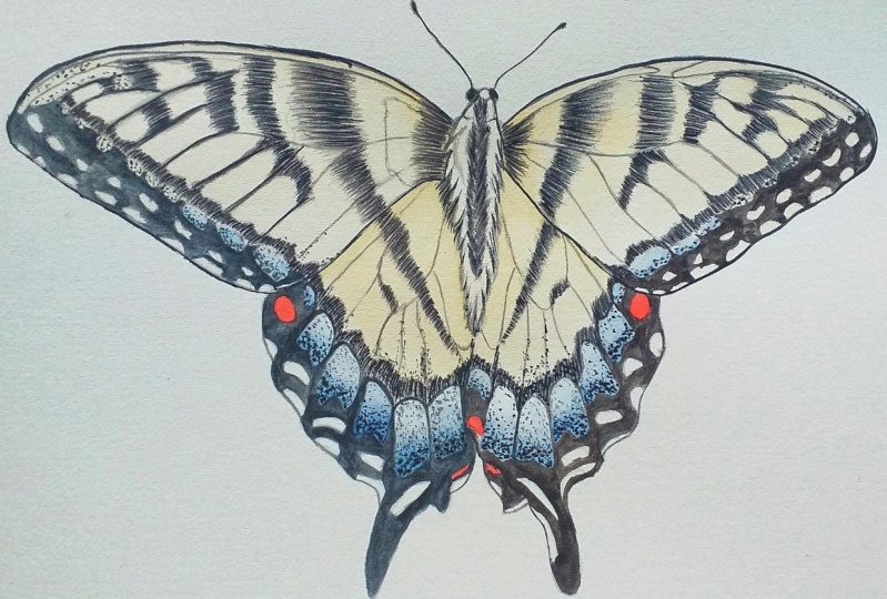 Realistic butterfly