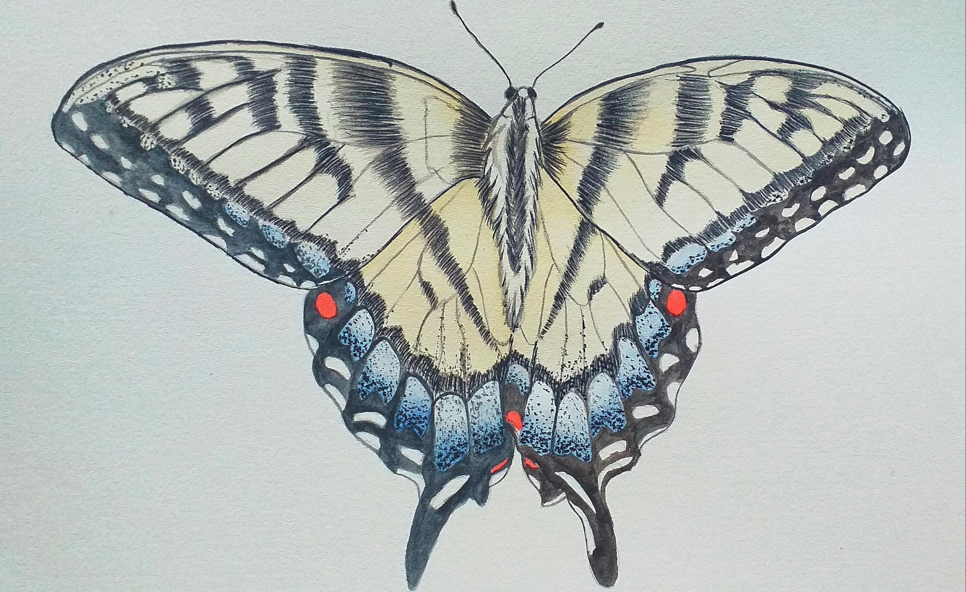Realistic butterfly - student project