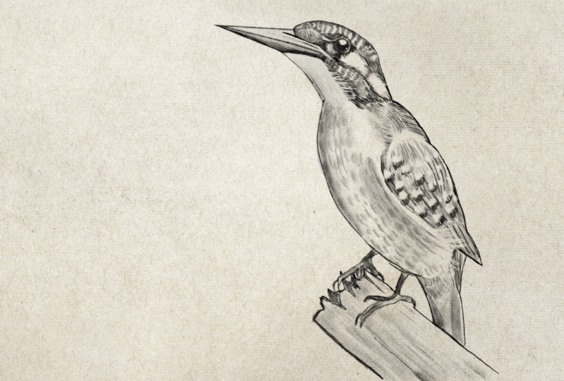 Drawings Birds in Procreate From Sketch to Mastery Silvia Ospina