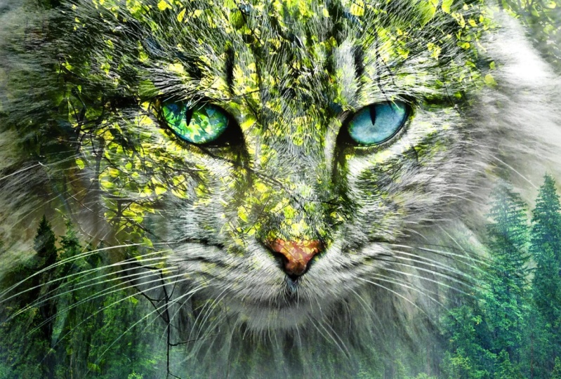 The Cat - Double Exposure