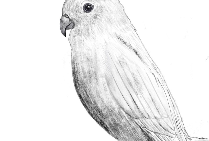 Drawings Birds in Procreate From Sketch to Mastery Silvia Ospina